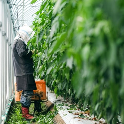 AI transforming farming practices across Asia: Addressing labor shortage and preserving heritage