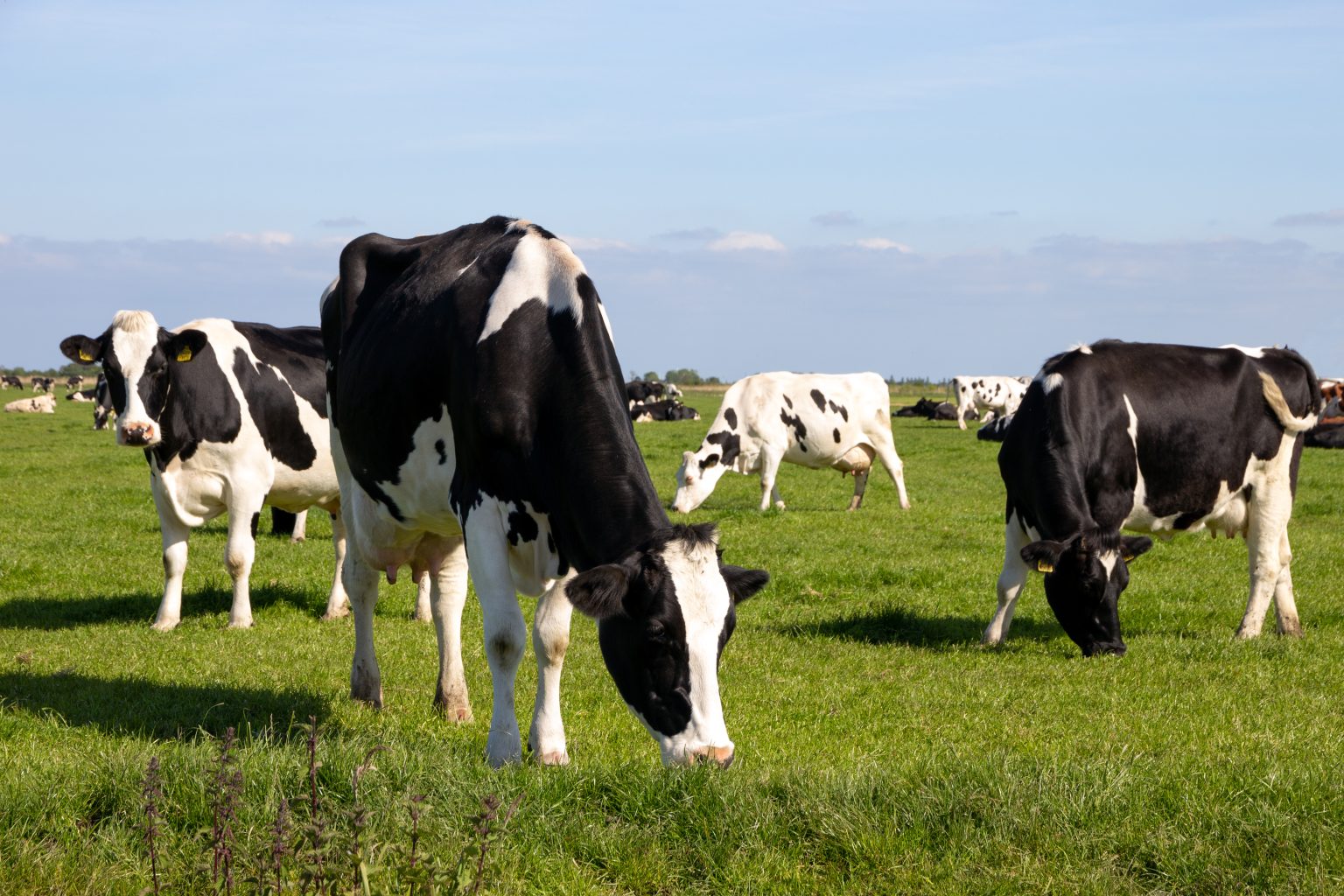 Danone enters partnership to reduce livestock methane emissions