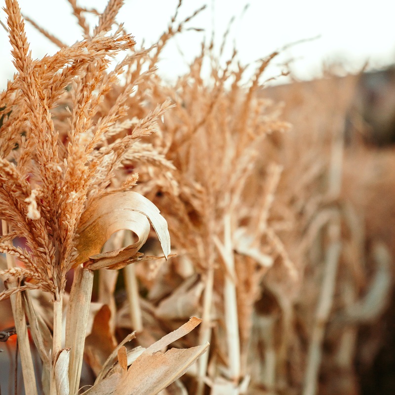 Climate change weighs heavily on cereal crops as scientists probe impact