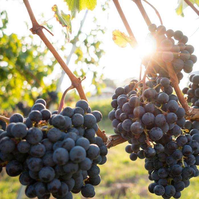 Phenolic flavonoids: Researchers decode the cause of red wine headaches