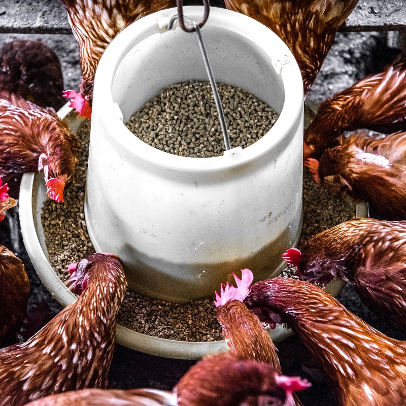 Circularizing dairy waste: Scientists investigate black soldier fly larvae for animal feed