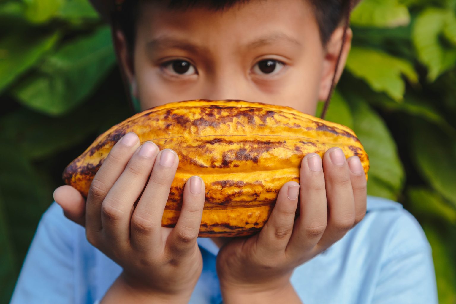 A new chapter for cocoa: Nestlé’s Income Accelerator Programme