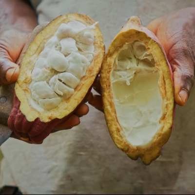 Koa nets US$15M to scale cocoa upcycling strategies and cut carbon footprint