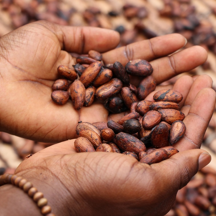 Sustainable cocoa: Industry leverages digital technology to target deforestation and labor issues