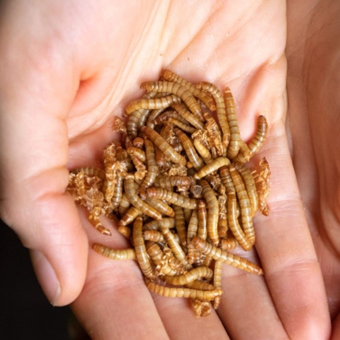 Agroloop commissions Bühler to provide proven insect-rearing tech for animal feed