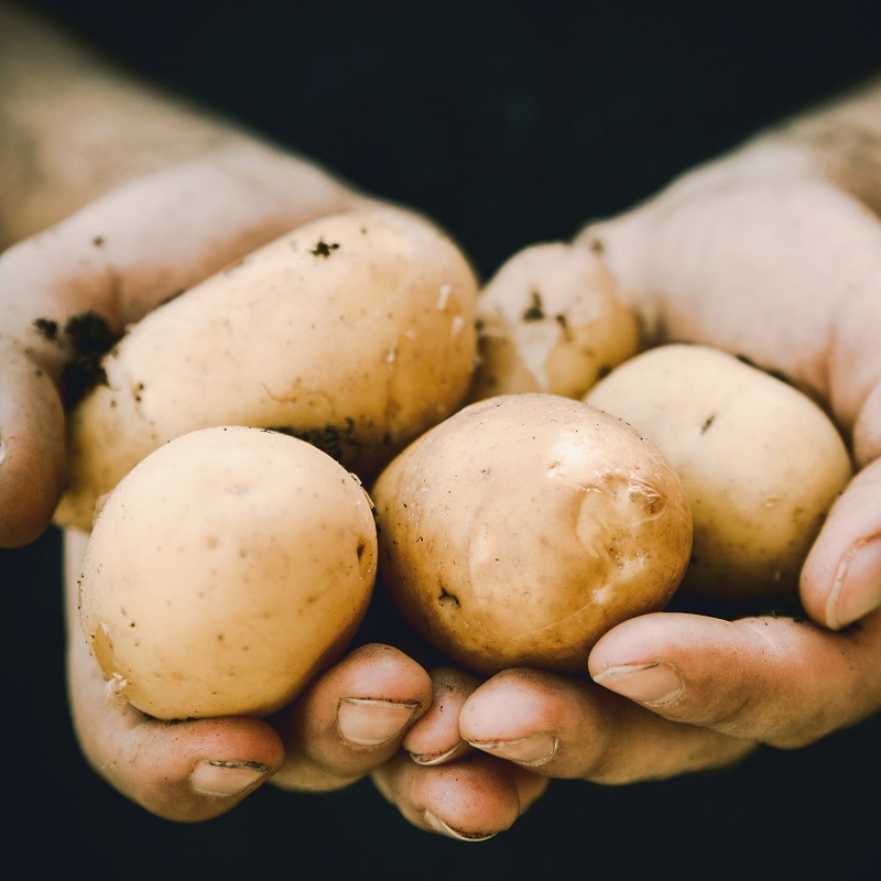 AI in agriculture: Croptic technology targets potato farming by mapping weeds with drone detection