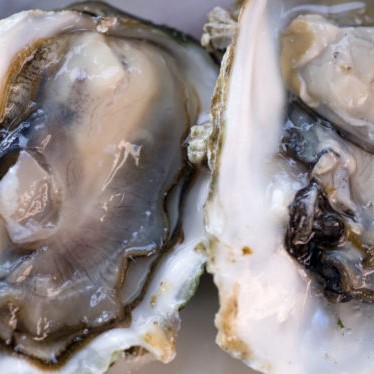 FSA assesses oyster import risks
