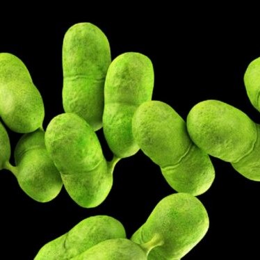 Listeria cases hit record high in Europe in 2022