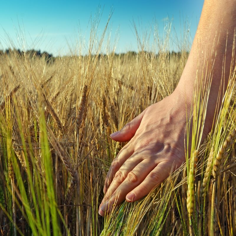 UN FAO produces end-of-year guide to equitable nutrition and climate change mitigation