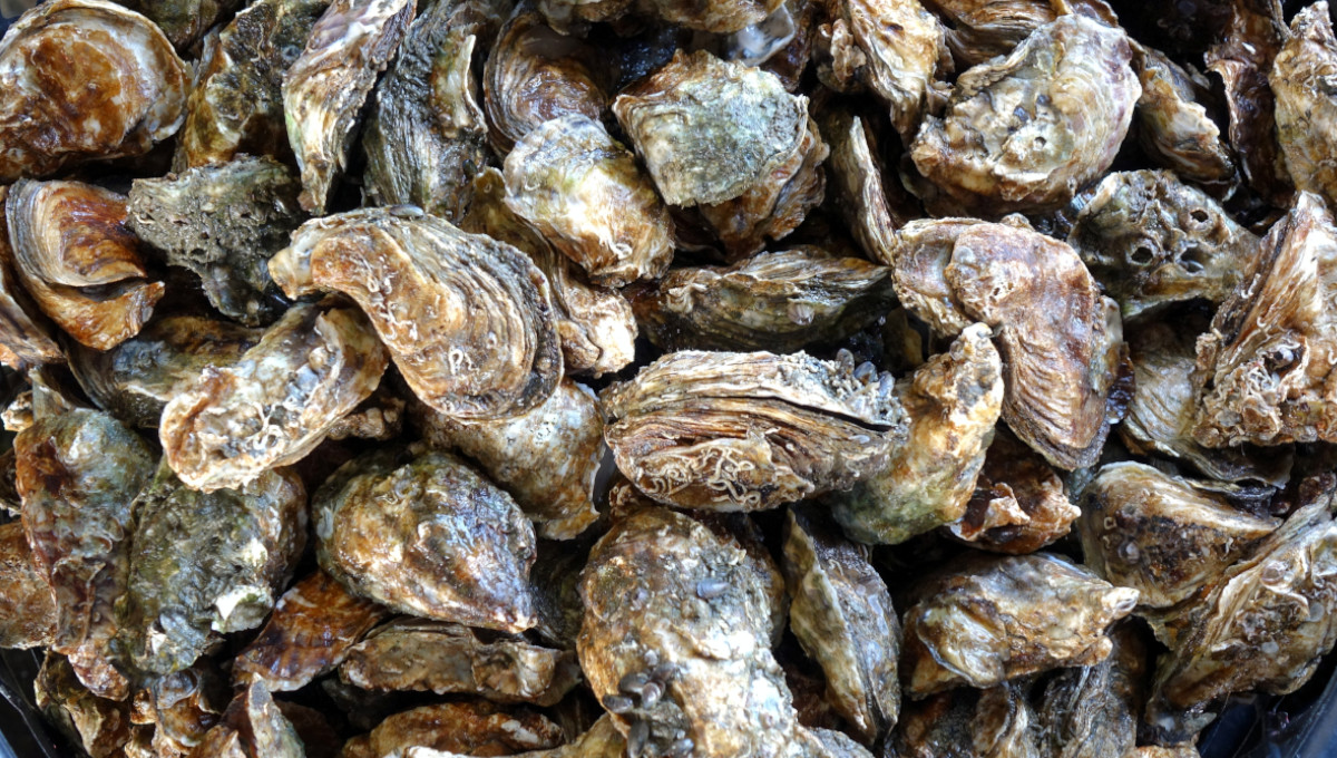 FDA warns against eating or selling certain oysters because of infections