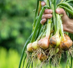 $5.2 million grant awarded for onion harvest research