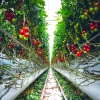 Urban agriculture has higher carbon footprint compared to conventional produce, flags study