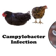 Scientists compare Campylobacter surveillance plans in Europe