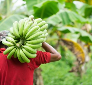 Sainsbury’s leads with living wages for banana workers