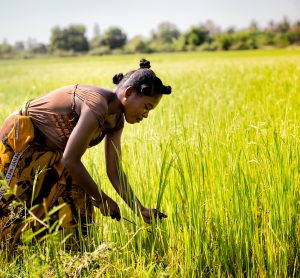 Can Africa grow more rice and alleviate food insecurity?