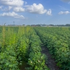 WeedOUT secures US$8.1 million in funding to combat herbicide-resistant weeds with green solution