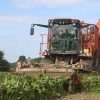 British Sugar to treat beet seeds with previously banned pesticide amid virus spread