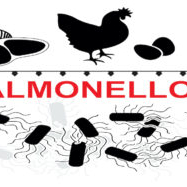 Belgium joins Dutch Salmonella poultry testing project