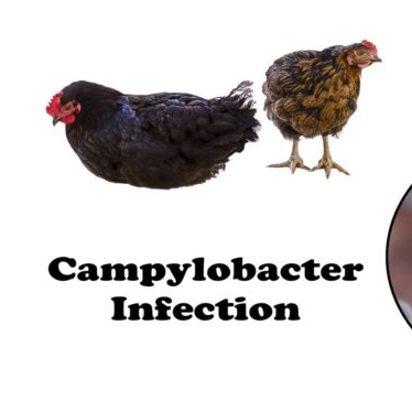 Experts evaluate methods to control Campylobacter in chicken meat