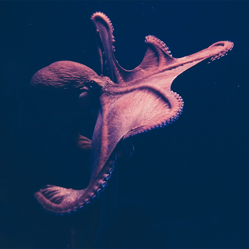 Industrial octopus farming based on unsupported claims, warns Animal Legal Defense Fund