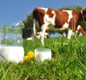 Gut bacteria could help treat milk allergies