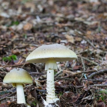 Wild mushroom warning sounded in Australia