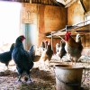 Poultry farming: dsm-firmenich and agricultural cooperative pilot optimization platform