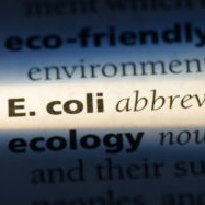 No need to change E. coli exclusion guidance, say scientists
