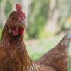 Egg Innovations leads US ethical egg production with in-ovo sexing technology