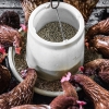 Poultry feed: dsm-firmenich secures EU approval for new enzyme technology
