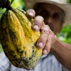 Cocoa crisis: Bio-based tech and regenerative agriculture help alleviate market upheaval