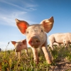 Pork meat labeling needs improvement, flags UK pig farm study Pork me