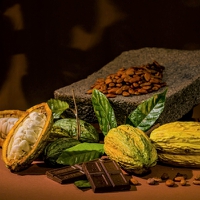 Future Farming Initiative: Barry Callebaut creates “high-tech and sustainable” cocoa farming busines