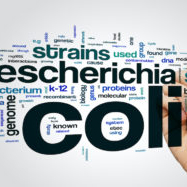 E. coli O157 cases stable; non-O157 infections rise in England