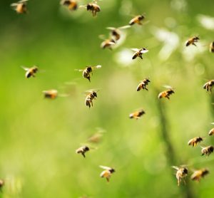 Declining wild pollinators threaten Canadian agriculture, researcher warns