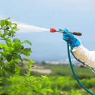 Consumer Reports investigation raises concerns about pesticides in produce