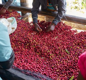 Coffee price fluctuations are affecting farmers’ mental wellbeing, study finds
