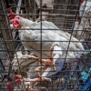 Avian flu fears escalate as experts urge robust action to prevent a pandemic