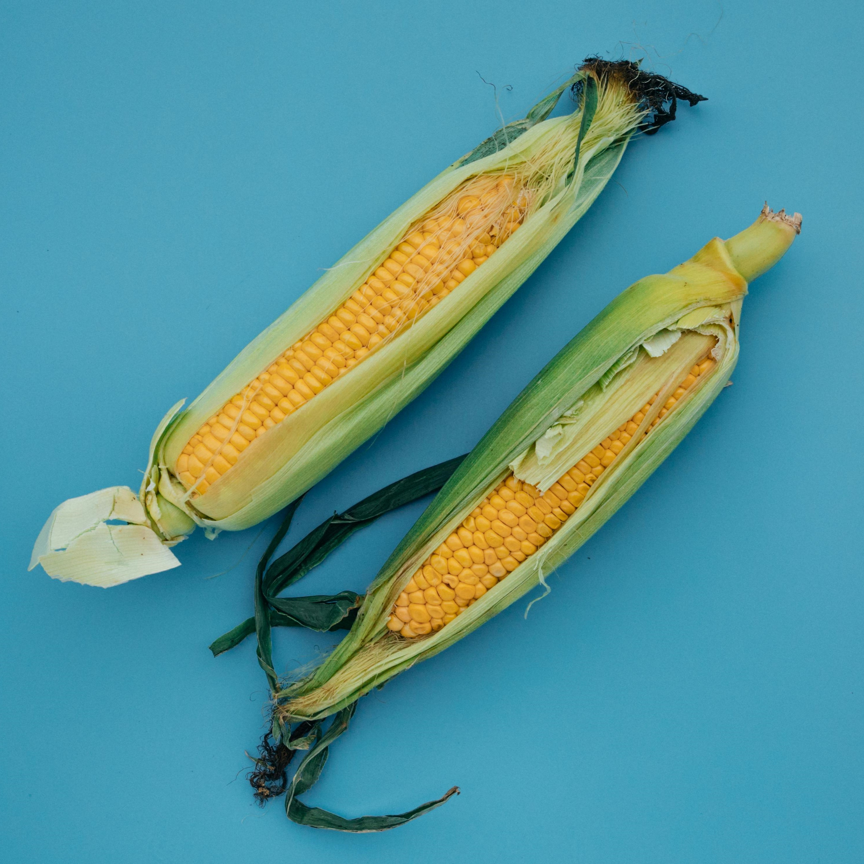 Sweetener in corn: Ginkgo partners with GreenLab to scale natural sugar substitute production