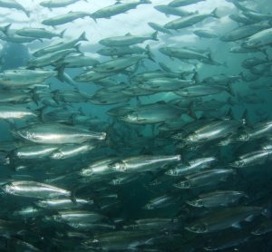 US reservoirs hold 7.7 billion pounds of fish, study finds