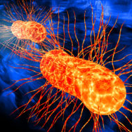 French controls assess E. coli and Listeria in food