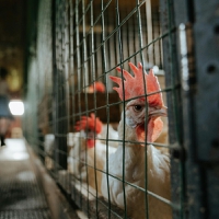 Safeguarding antibiotics: Poultry project unites industry leaders in fight against antimicrobial res