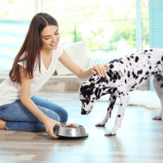 Pet Parents Prioritize Protein, Gut Health, and Freshness