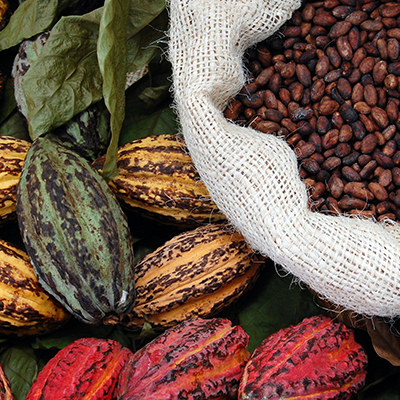 Cocoa prices likely to increase significantly in 2024