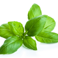 Publisher’s Platform: What you need to know about Salmonella during the Basil Outbreak