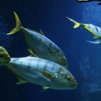 “Talk and no action”: Indian Ocean Tuna Committee folds on yellowfin action