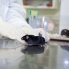 Feeding mice with raw milk contaminated with bird flu can lead to infection, study spotlights