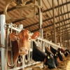 Mileutis poised to reduce dairy farms’ reliance on antibiotics with “residue-free” substitute