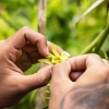 Vanilla vulnerabilities? Ugandan exporters urge supply diversification amid Madagascan monopoly