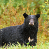 Outbreak of Trichinellosis in 3 states linked to bear meat consumption